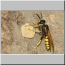 Philanthus triangulum - Bienenwolf w39e am Nest - Sandgrube OS-Wallenhorst.jpg